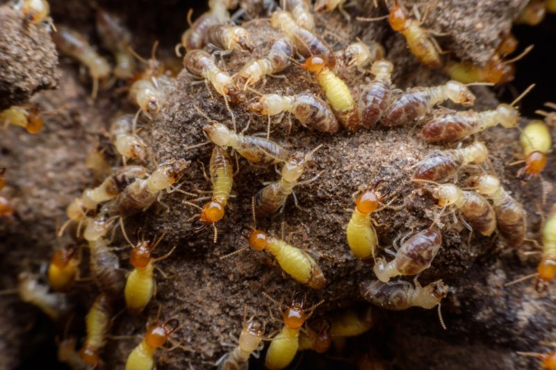 Termites Extermination in Katy, TX
