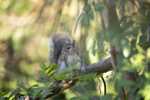 Wildlife Mitigation
