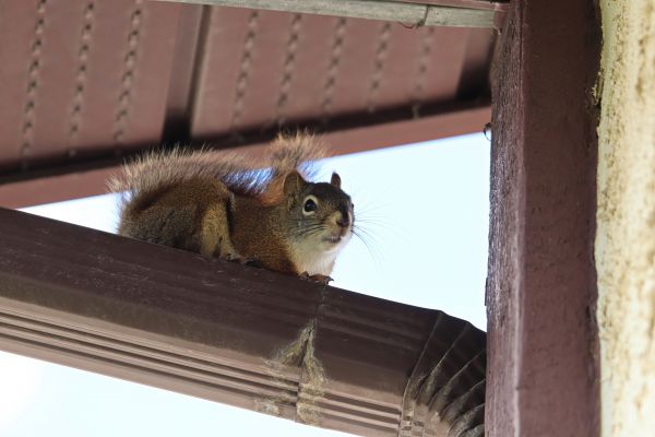 Rodent Exclusion