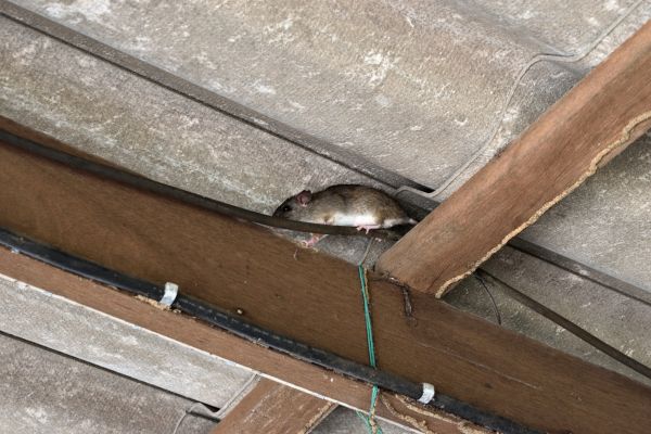 Attic Pest Control