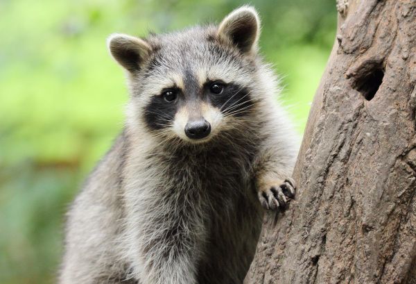 Wildlife Eviction
