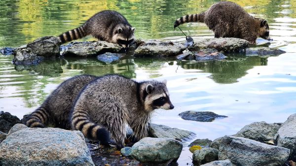 Nuisance Animal Removal