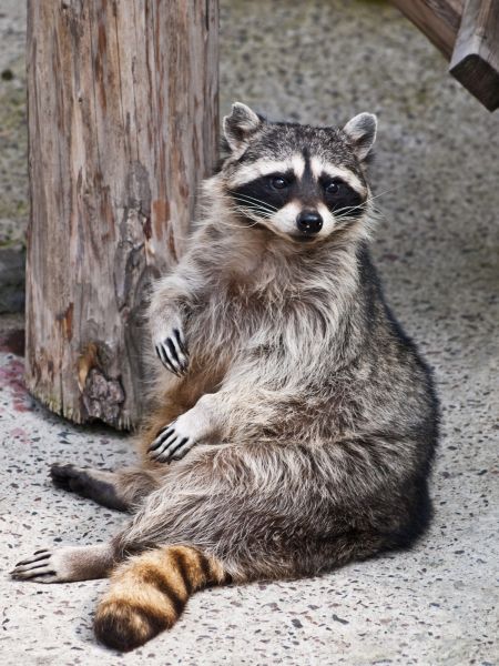 Animal Pest Control