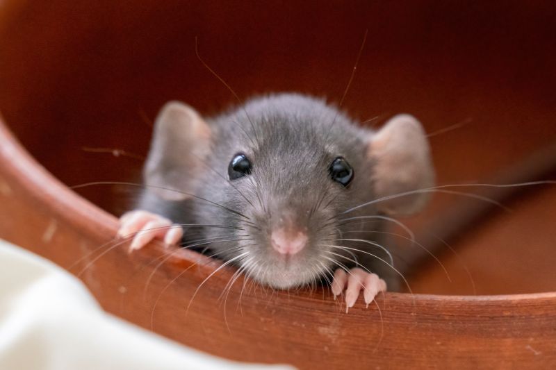 Small Animal Removal