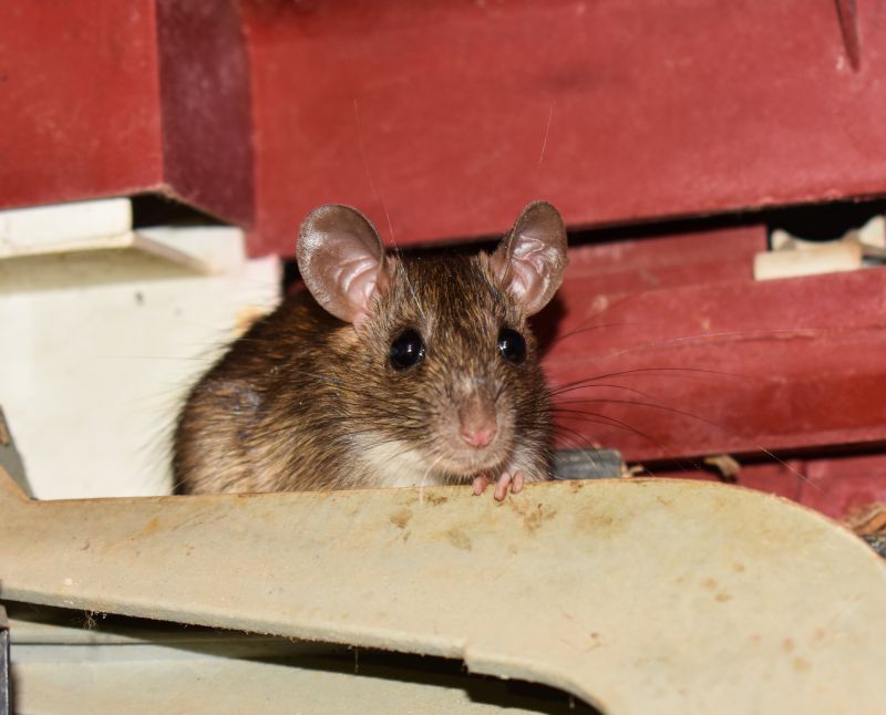 Small Animal Removal