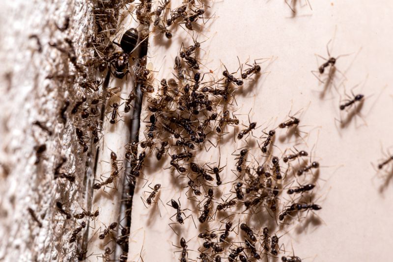 Black Ant Extermination in New Braunfels, TX