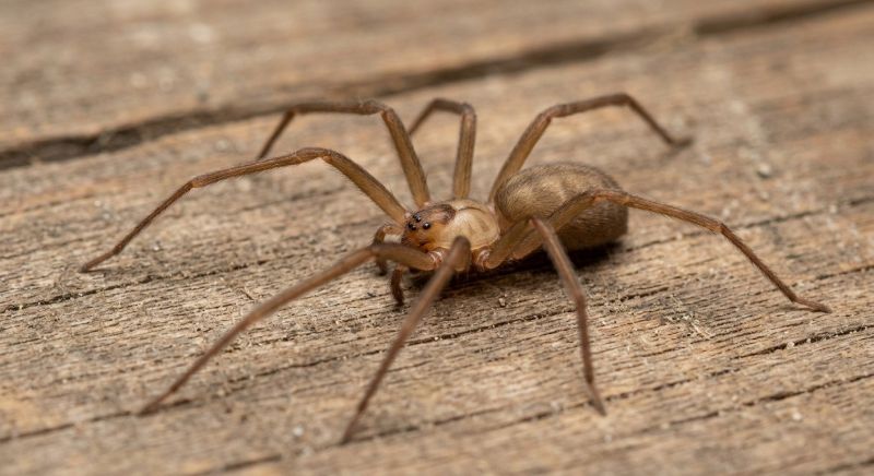Brown Recluse Extermination in Denton, TX