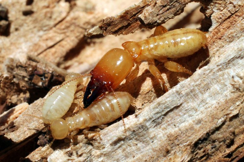 Commercial Termite Prevention in Frisco, TX