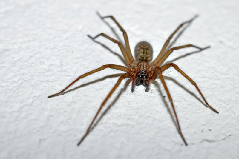 Cross Spider Extermination in Frisco, TX