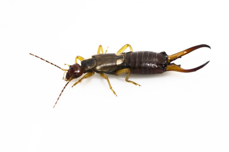 Earwig Extermination in Arlington, TX