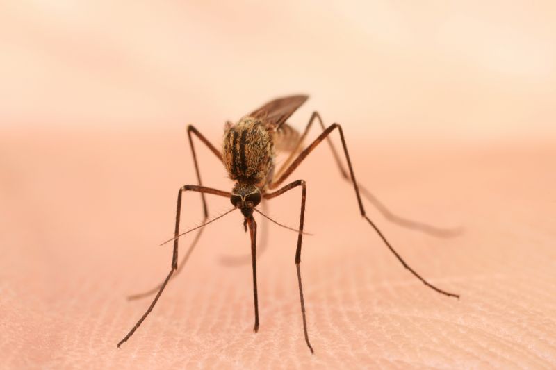 Mosquitoes Pest Control in Arlington, TX