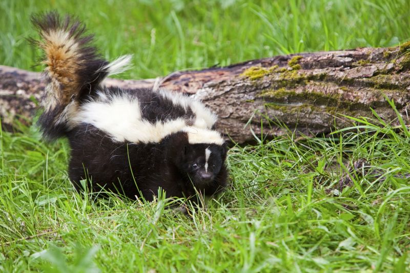 Skunk Extermination