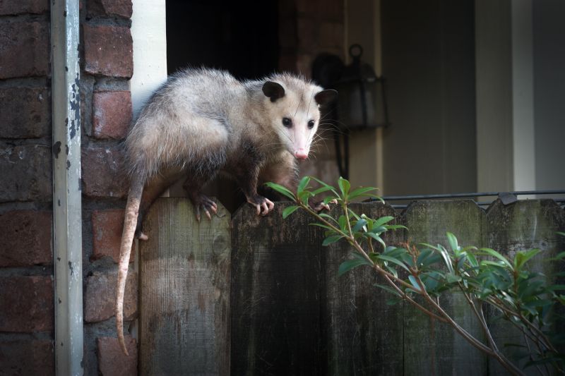 Opossum Exclusion