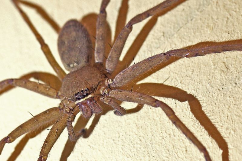 Trapdoor Spider Removal in Denton, TX