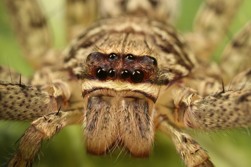 Trapdoor Spider Removal in New Braunfels, TX