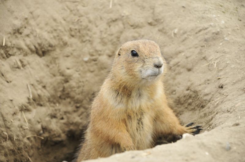 Preventing Property Damage