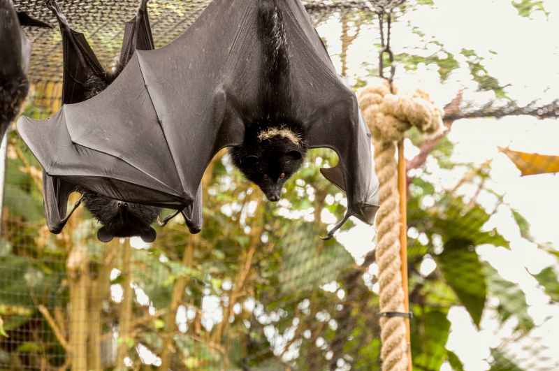 Bat Example