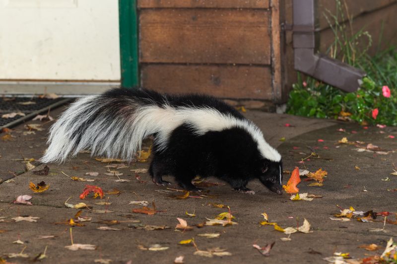 Skunk Example