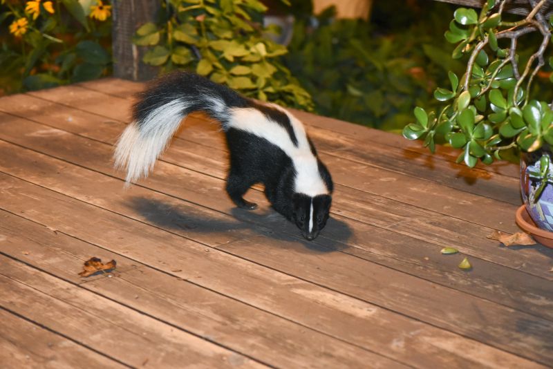 Skunk Presence